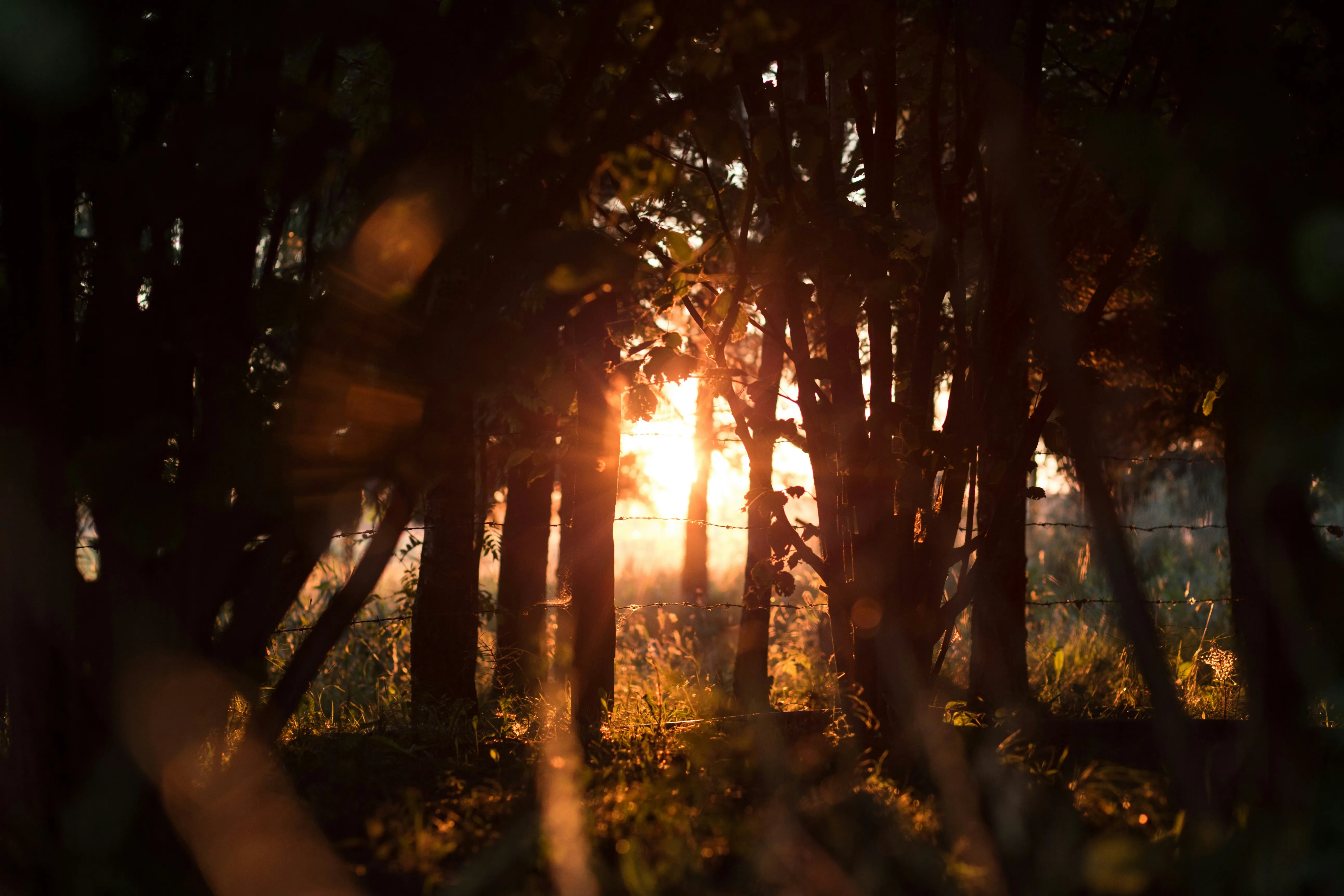 Sunrise through trees on a forest walking trail