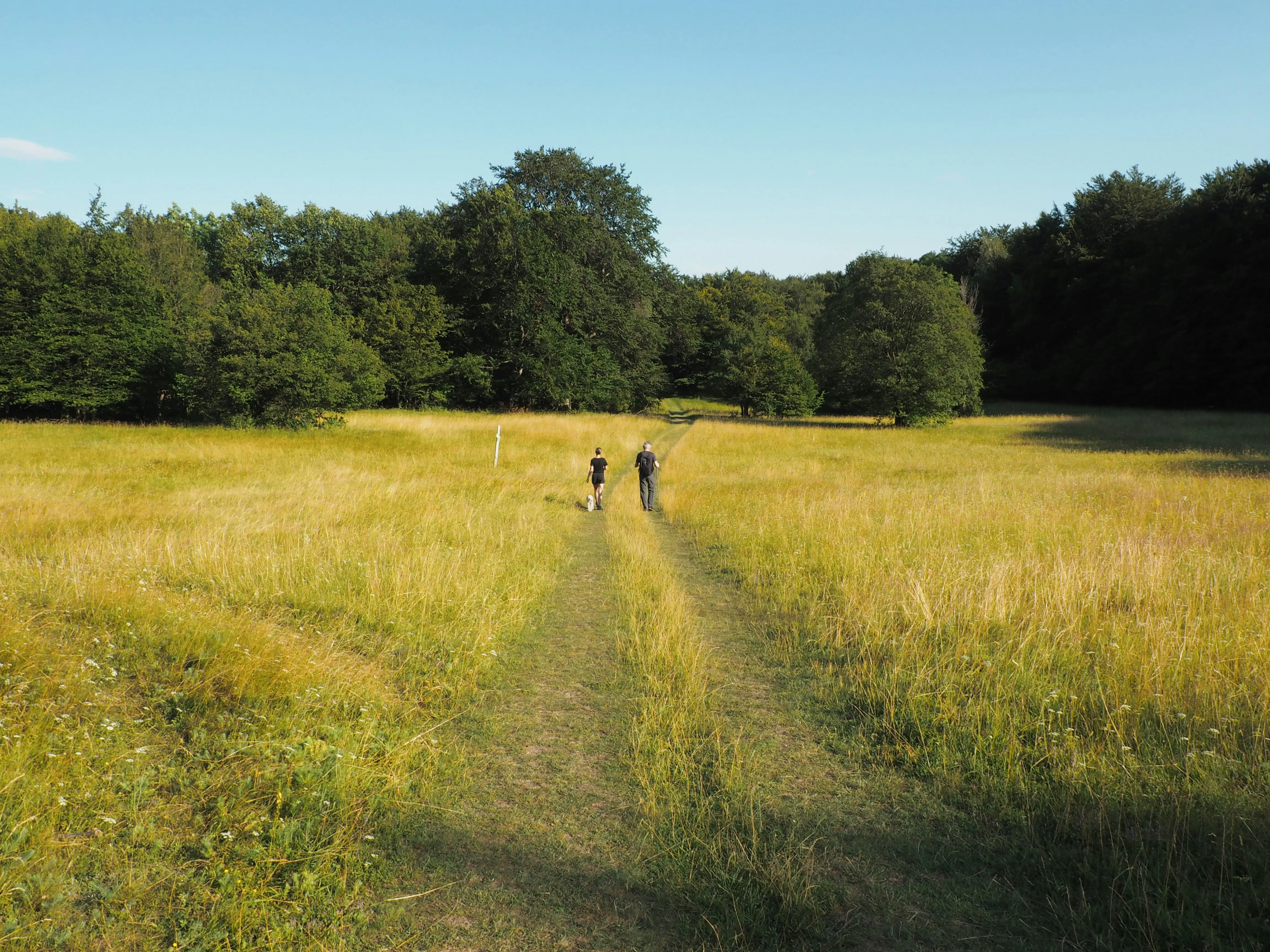Peaceful walking trail through a green meadow on a clear day
